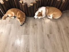 -浣熊柯尔鸭土拨鼠·电玩咖
