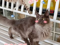 -十年猫舍·猫咪专门店(普陀店)