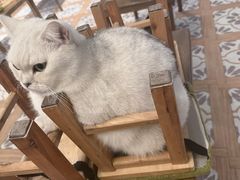 -猫猫幼稚园·撸猫·桌游·电玩
