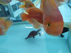 -米卢宠物公园(广华居店)