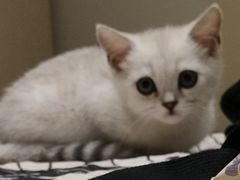 -关爱宠物医院·猫科中心·消化科(滨湖万达分院)