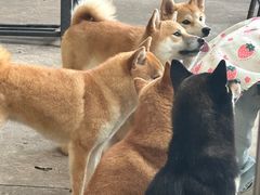 -柴犬高等学院·狗咖·柴犬售卖·宠物训练