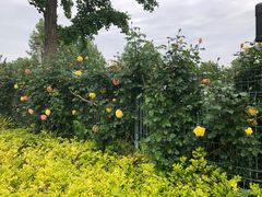 -大兴滨河森林公园