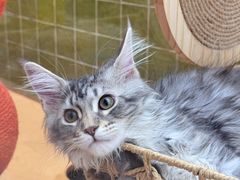 -帕帕拉兹宠物(亚洲旗舰店)