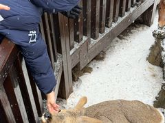 -横道河子东北虎林园