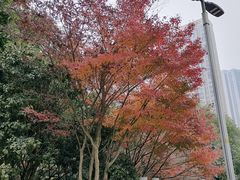 -龙头寺公园