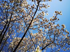 -香山公园