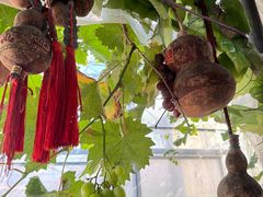 -马陆小张葡萄园农家乐