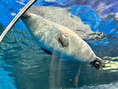 -上海海洋水族馆