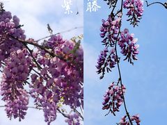 -巡塘古镇