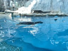 -帝企鹅自助餐厅•儿童岛•真企鹅(长隆企鹅酒店)