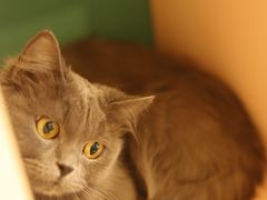 -飞行喵MR PILOT|猫舍·猫咖(静安大融城店)