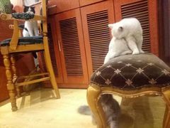 -万小咖.猫咖(中山路天虹店)
