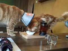 -猫猫幼稚园·撸猫·桌游·电玩
