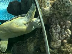 -上海海洋水族馆