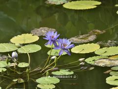 -国家植物园南园