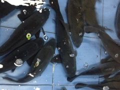 -金明姬铁锅炖(东坝店)