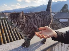 -喵屿·大理花园猫咖