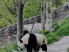 -卧龙中华大熊猫苑神树坪基地