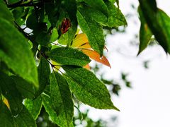 -萍乡武功山风景名胜区