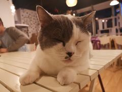 -Cappucimeow猫咪咖啡馆(韦伯时代店)