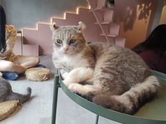 -猫儿山۰猫主题餐厅