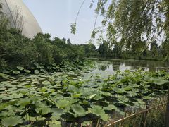 -白洋淀景区