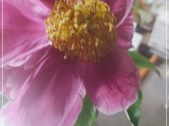 -冯记白土岗辣子鸡