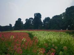 -秀丽东方