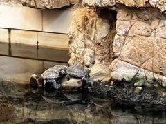 -舜耕山庄四时万和自助餐厅