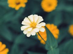 -花开海上生态园