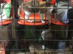 -猫咪博物馆(顶澳仔猫街店)