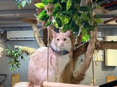 -豆逗聊愈猫阁Easy Life
