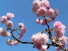 -天适樱花悠乐园