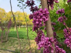 -大兴滨河森林公园