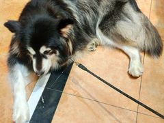 -more than meow吴止猫主题餐厅(承德 中船汇店)