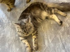 -猫小院猫主题餐厅(南锣旗舰店)