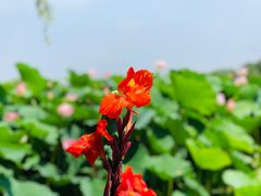 -荷塘月色湿地公园·向阳花洲