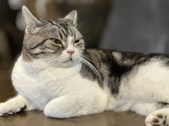 -猫猫幼稚园·撸猫·桌游·电玩