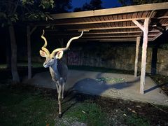 -清迈夜间动物园