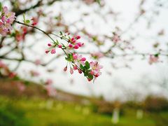 -秀丽东方
