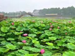 -白洋淀景区