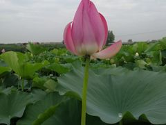-白洋淀景区
