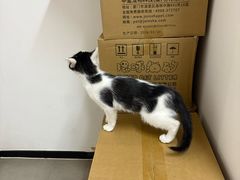 -御宝贝·A梦猫科宠物医院(国际猫友好医院)