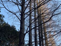 -上海滨江森林公园