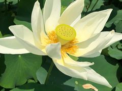 -陶辛水韵