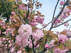 -高东镇樱花园