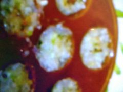 -萨莉亚意式餐厅(河东万达店)