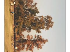 -千年银杏谷文化旅游区