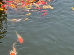 -石家庄市植物园